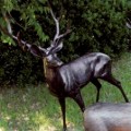 Three Coins Buck