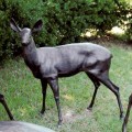 Three Coins Deer